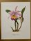 Madeleine Rollinat, Orchidee (Cattleya Trianae), 1960, Aquarell 1