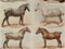 Maurice Dessertenne, Pferde, 1920er, Lithographische Gravur, Gerahmt 3