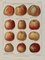 Maurice Dessertenne, Apples, 1920, Lithographic Engraving 1