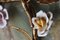 Lámpara de pared Hollywood Regency dorada con rosas de porcelana, años 60. Juego de 2, Imagen 5
