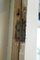 Antiker glasierter Astragal-Eckschrank aus Kiefernholz 9
