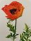 Madeleine Rollinat, Poppy (Papaver Orientale), 1960, Acquarello, Immagine 2