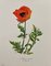 Madeleine Rollinat, Poppy (Papaver Orientale), 1960, Acuarela, Imagen 1