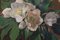 P. Allier, Hellebore Bouquet, 1880, Gouache, Enmarcado, Imagen 4