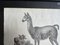 Biedermeier Artist, The Llama, 1831, Lithograph, Framed 9