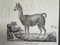 Biedermeier Artist, The Llama, 1831, Lithograph, Framed 2