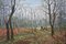 Basil Garsed, Paesaggio, Ruislip Woods, Olio su tela, anni '90, Immagine 7