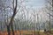Basil Garsed, Escena de paisaje, Ruislip Woods, óleo sobre lienzo, años 90, Imagen 5
