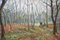 Basil Garsed, Escena de paisaje, Ruislip Woods, óleo sobre lienzo, años 90, Imagen 8