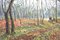 Basil Garsed, Escena de paisaje, Ruislip Woods, óleo sobre lienzo, años 90, Imagen 4