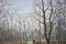 Basil Garsed, Paesaggio, Ruislip Woods, Olio su tela, anni '90, Immagine 9