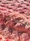 Tappeto moderno rosa in lana berbera marocchina intrecciata a mano, Immagine 6