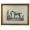Luigi Giarré, Breeds of Horses Known in Europe, 1822, Lithographs, Framed, Set of 9 4