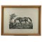 Luigi Giarré, Breeds of Horses Known in Europe, 1822, Lithographies, Encadrées, Set de 9 2