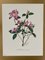 Madeleine Rollinat, Rhododendron (Praecox), 1960er, Aquarell 1