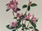 Madeleine Rollinat, Rhododendron (Praecox), 1960er, Aquarell 2