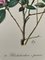 Madeleine Rollinat, Rododendro (Praecox), años 60, Acuarela, Imagen 3