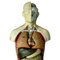 Italian Plaster Anatomical Model of the Human Body from Paravia Materials Didactico Scientifico, Early 20th Century, Image 5