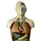 Italienisches anatomisches Gipsmodell des menschlichen Körpers von Paravia Materials Didactico Scientifico, Anfang des 20. Jahrhunderts 5