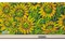 Renzo Capecci, Feld mit Sonnenblumen, Gemälde 3