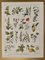 Maurice Dessertenne, Medicinal Plants, 1920, Lithographic Engraving, Image 1