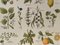 Maurice Dessertenne, Medicinal Plants, 1920, Lithographic Engraving 2