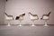 Drehbare Tulip Sessel von Knoll International, 4 . Set 11