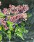 Georgij Moroz, Vase of Lilacs, Oil on Canvas, 2003, Image 3