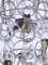 Lámpara de araña Giogali en cascada de cristal de Murano de Angelo Mangiarotti para Vistosi, Italia, años 60, Imagen 6