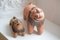 Early 20th Century Indian Terracotta Lions, Set of 2, Image 1