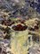 Georgij Moroz, Fiori e bacche rosse, Dipinto a olio, anni '90, Immagine 2