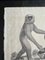 Der Gibbon-Affe, 1831, Original-Lithographie, gerahmt 8