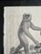 The Gibbon Monkey, 1831, Lithographie Originale, Encadrée 8
