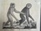 The Gibbon Monkey, 1831, Litografia originale, Incorniciato, Immagine 6