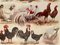 Maurice Dessertenne, Hens, 1920, Lithographic Engraving 3