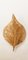 Rhubarb Leaf Wall Light from Tommaso Barbi, Image 7