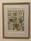 Demoulin Frères, Medicinal Plants (Mistletoe), 1930, Lithographic Engraving, Framed, Image 1