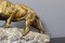 James Andrey, Skulptur der Löwin, 1890er, Bronze 5