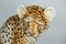 Vintage Ceramic Leopard, Italy, 1970s, Image 2