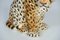 Vintage Ceramic Leopard, Italy, 1970s, Image 4