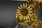 Hollywood Regency Gilt Metal Flower Five-Light Chandelier, 1950s 12