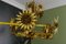 Hollywood Regency Gilt Metal Flower Five-Light Chandelier, 1950s 13