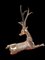 Hollywood Regency Polished Brass Stag attributed to Sarreid, 1960, Image 8