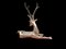 Hollywood Regency Polished Brass Stag attributed to Sarreid, 1960, Image 7