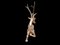 Hollywood Regency Polished Brass Stag attributed to Sarreid, 1960, Image 4