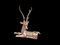 Hollywood Regency Polished Brass Stag attributed to Sarreid, 1960, Image 3