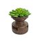 Vintage Seed Sorter with Faux Succulents 5