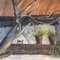 Escena de jardín, años 70, Acuarela sobre papel, Imagen 3