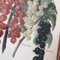 Peaches & Grapes, 1960s, Lithographs, Set of 2 5