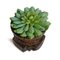 Vintage Seed Sorter with Faux Succulent 2
